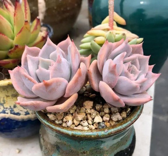 Làm thế nào để nuôi hoa và mọng nước? Giới thiệu về các phương pháp canh tác của loài mọng nước (4)