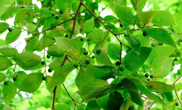 Hình ảnh của cây để lại màu vàng. Mùa cắt tỉa của cây cắt tỉa