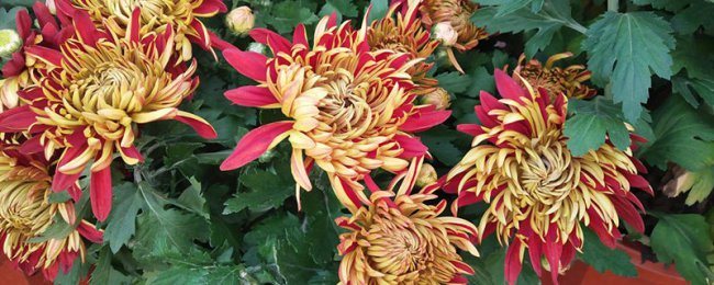 Giải thích văn hóa hoa cúc, phân tích đầy đủ ý nghĩa và biểu tượng của hoa cúc