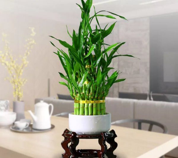 Cách nâng cao tre tốt