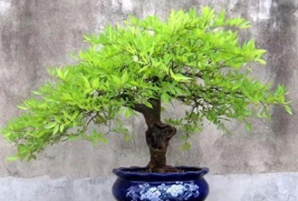 Làm thế nào để duy trì và quản lý bonsai Huangjing? Dạy bạn cách duy trì đúng cách bonsai Huangjing