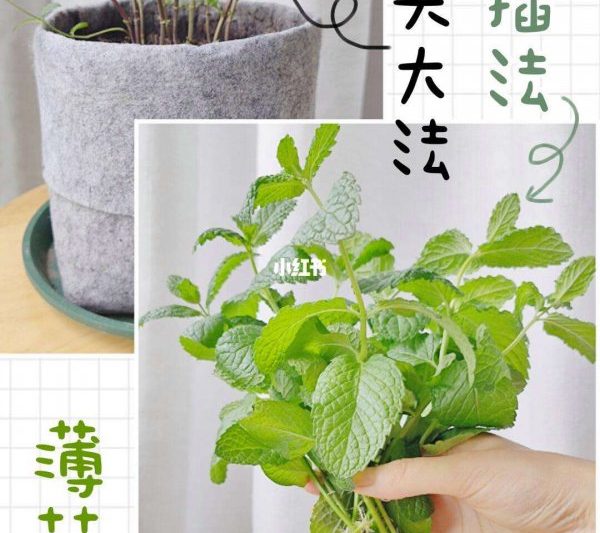 Mint có dễ dàng để nuôi không? Làm thế nào để nuôi bạc hà? Kỹ thuật trồng bạc hà và phương pháp bảo trì