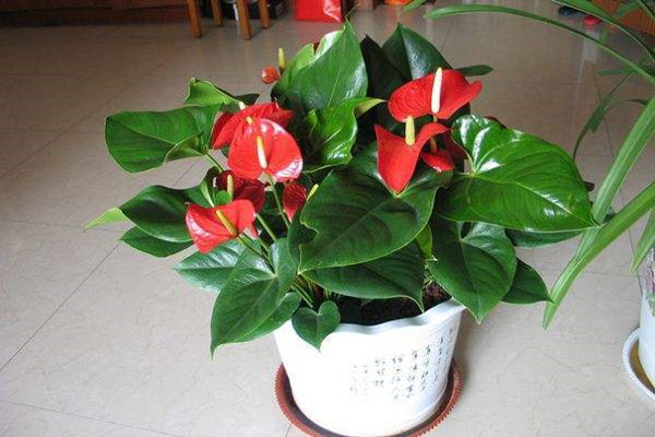 Danh sách hoa được đề xuất cho lễ hội mùa xuân, mận đỏ và lòng bàn tay màu đỏ trang trí nhà hội ngộ