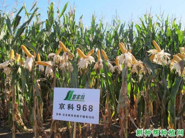 Giới thiệu về Hongbo 701 Corn Variety Hongbo 701 Tổng quan về loại ngô