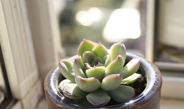 Mất bao lâu để thụ tinh cho các loài mọng nước sau khi lấy một cái nồi? Khi nào là thời điểm thích hợp nhất để thụ tinh mọng nước sau khi di chuyển nồi?