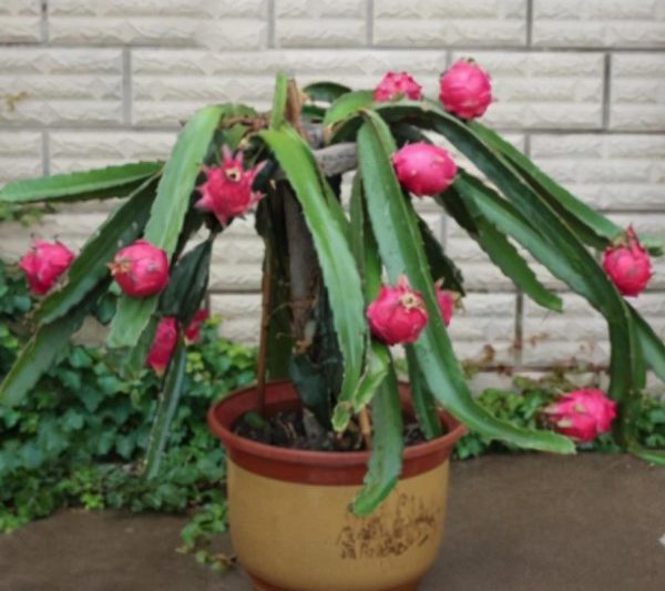 Làm thế nào để trồng trái cây rồng trong chậu? Công nghệ trồng trọt trái cây rồng chậu