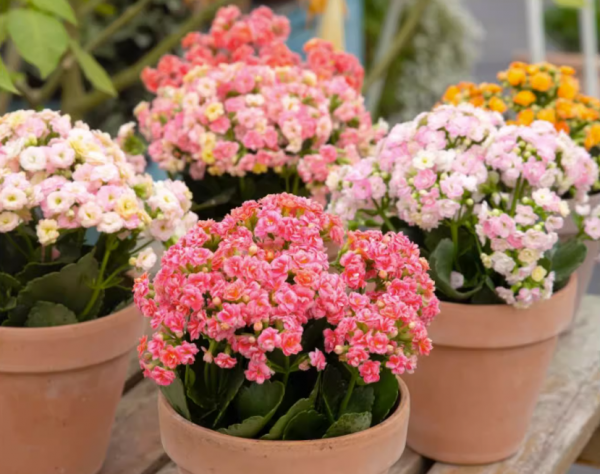 Làm thế nào để nuôi những bông hoa tuổi thọ sau mùa thu? Kiến thức về duy trì hoa tuổi thọ vào mùa thu