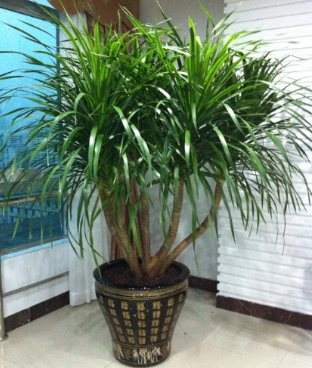 Dấu hiệu Zodiac nào phù hợp cho những người có cây râu rồng? Những điều cấm kỵ là gì?