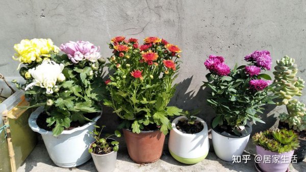 Cách quản lý hoa cúc vào mùa hè cách quản lý hoa cúc vào mùa hè