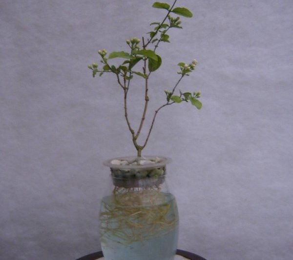 Jasmine có cần được tưới nước mỗi ngày không? Jasmine có cần được tưới nước mỗi ngày không?