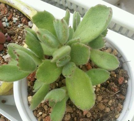 Lá của cậu bé gấu trở nên mềm mại. Những lý do và giải pháp cho lá của gấu trở nên mềm mại.