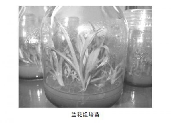 Hiểu những giống hoa lan hoàn chỉnh nhất trong lịch sử