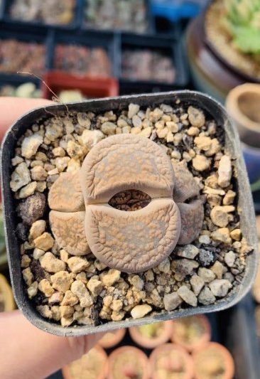 Những người mới sử dụng đất nào để phát triển mọng nước? Giải thích về phương pháp phát triển chính xác (2)