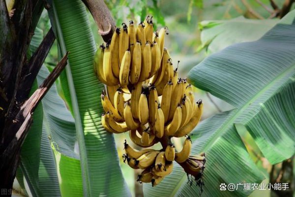 Môi trường tăng trưởng và đặc điểm của chuối môi trường tăng trưởng và đặc điểm của chuối