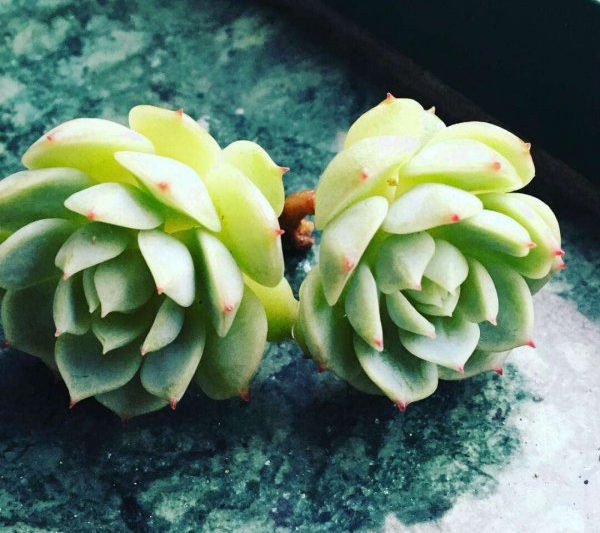 Phải làm gì nếu mọng nước phát triển quá nhanh vào ban đêm? Biện pháp đối phó cho các loài mọng nước phát triển quá nhanh vào ban đêm