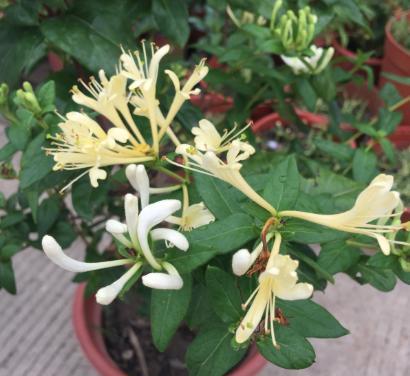 Có phải cây kim ngân hoa trồng chậu dễ ​​trồng? Giải thích chi tiết về canh tác và quản lý kim ngân (2)