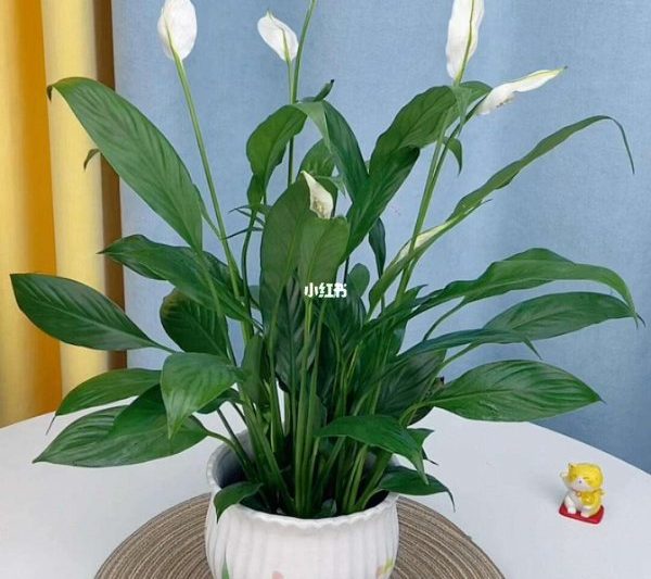 Ý nghĩa và biểu tượng của lòng bàn tay trắng. Biểu tượng của lòng bàn tay trắng.
Ý nghĩa của biểu tượng của lòng bàn tay trắng