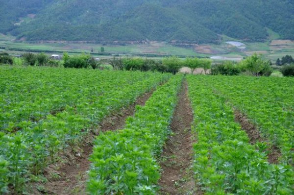 Những vật liệu thuốc nào có triển vọng tốt để trồng vật liệu thuốc Trung Quốc? Những vật liệu thuốc nào có triển vọng trồng trọt hứa hẹn nhất?