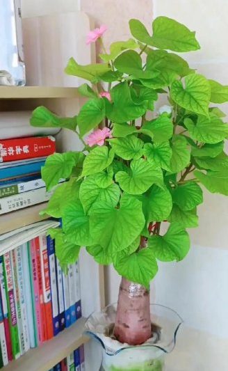 Làm thế nào để trồng khoai lang nảy mầm trong chậu? Cách làm khoai lang và khoai tây