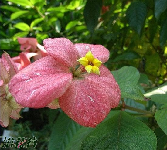 Giải thích chi tiết về sự đánh giá cao về hoa màu hồng của hoa màu hồng