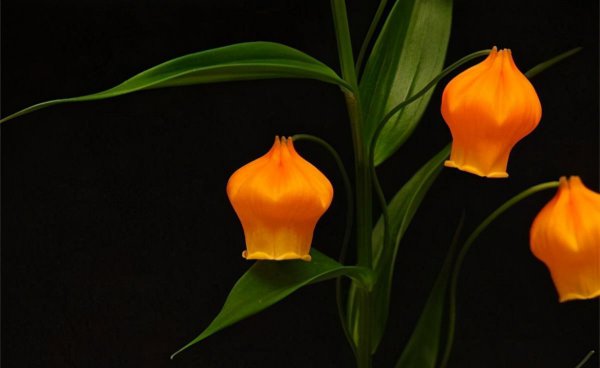 Ngôn ngữ hoa của cây đèn lồng cung điện là gì? Palace Lantern Lily có nghĩa là gì (2)