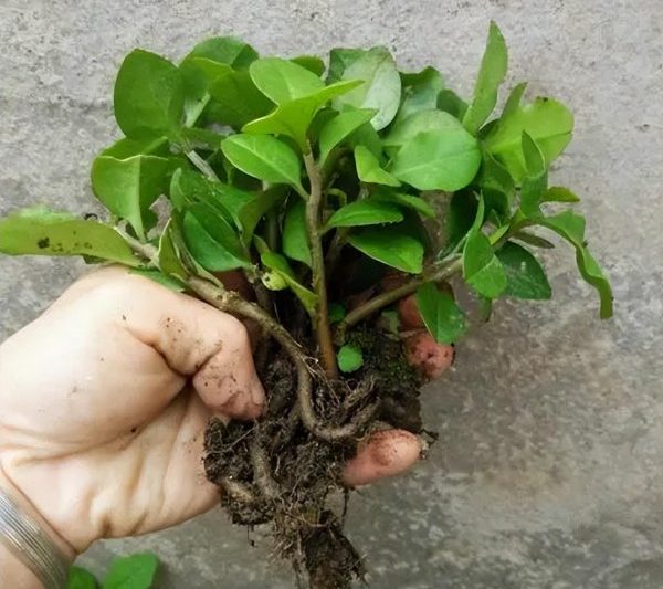 Phương pháp nhân giống của Jinbushuang và các biện pháp phòng ngừa về kỹ năng trồng chậu của Jinbushuang (2)