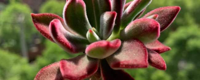 Jinhuangxing Old Pile Giải thích chi tiết về kỹ năng bảo trì cọc cũ của Jinhuangxing