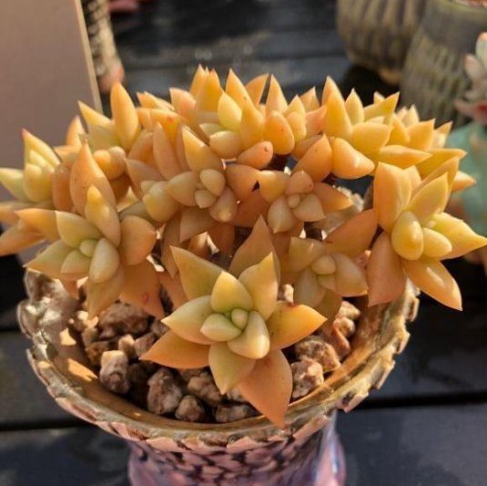 Succulents của Shandong có dễ dàng để nâng cao không? Hãy xem các đặc điểm của các loài mọng nước của Sơn Đông