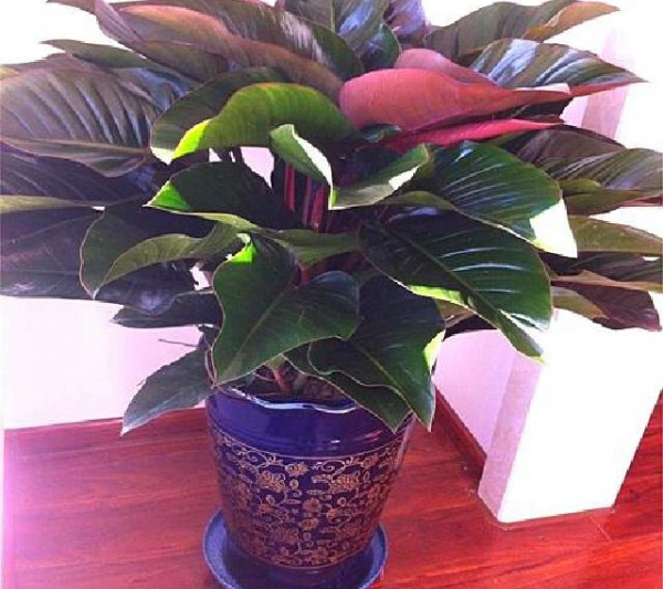 Kim cương xanh sẽ nở? Kim cương xanh sẽ nở?