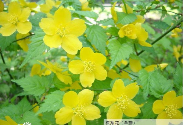 Giải thích chi tiết về hoa ditang, hình ảnh hoàn chỉnh của hoa ditang