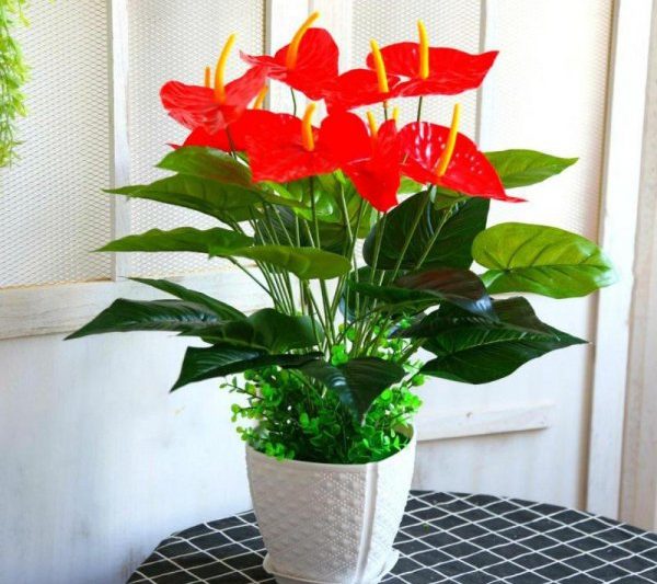 Làm thế nào để nuôi hoa với may mắn? Cách duy trì hoa với may mắn