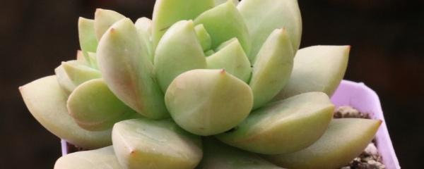 Làm thế nào để trồng cây mọng nước? Các bước để trồng cây mọng nước