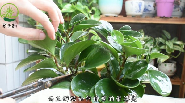 Nguyên nhân và phương pháp điều trị cho lá xanh trong nhân đôi nguyên nhân và phương pháp đối phó cho lá uốn trong cây Douban