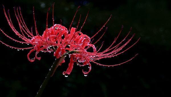 Ý nghĩa của mandoshahua là gì? Ngôn ngữ hoa và biểu tượng của Mandoshahua