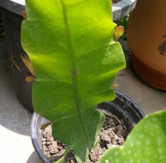 Tôi có thể loại bỏ lá epiphyllum được loại bỏ không?