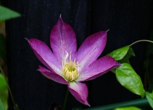Phong thủy của clematis ở nhà là phong thủy của clematis tại nhà tốt