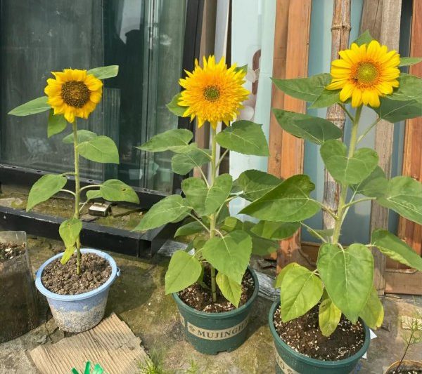 Nơi nào là nơi thịnh vượng nhất cho cây tiền trong nhà? Phòng khách của cây tiền được đặt chính xác (2)