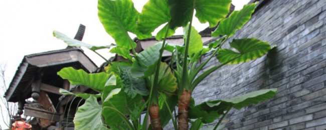 DRIPHIN Guanyin có phù hợp để sắp xếp phòng ngủ không? Phân tích đầy đủ về bảo trì guanyin nhỏ giọt trong phòng ngủ