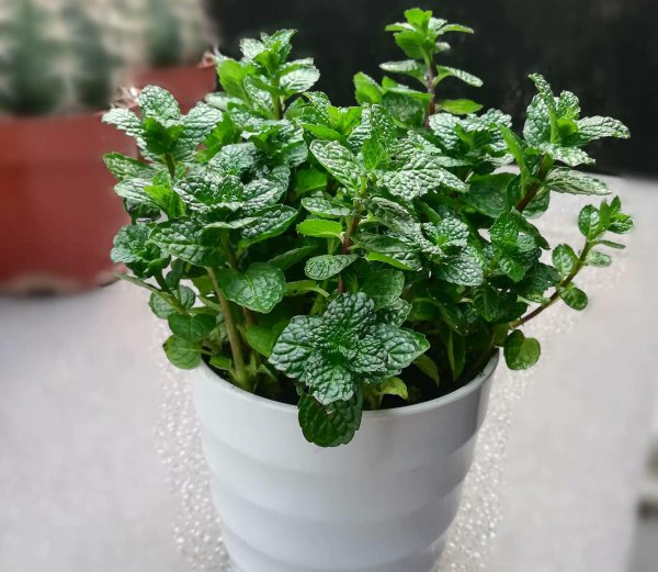 Các cây chống muỗi vào mùa hè là gì? Cây trồng trong chậu được khuyến nghị có tác dụng chống muỗi (3)