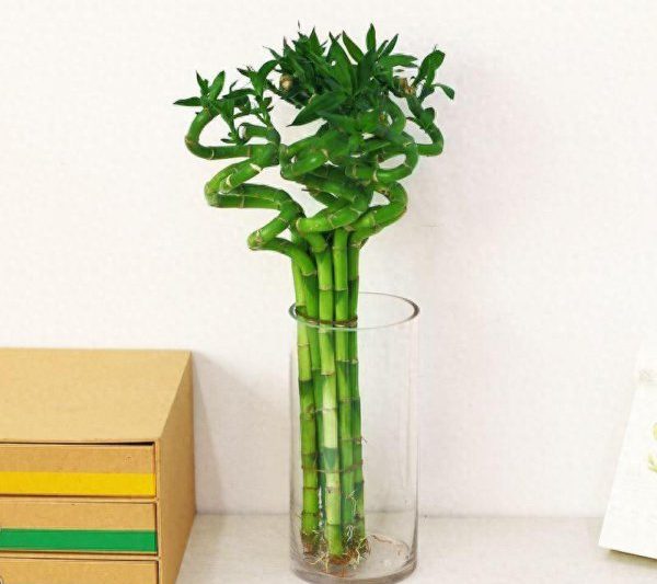 Là phong thủy của gạo và tre trồng tốt ở nhà? Về vị trí của gạo và tre