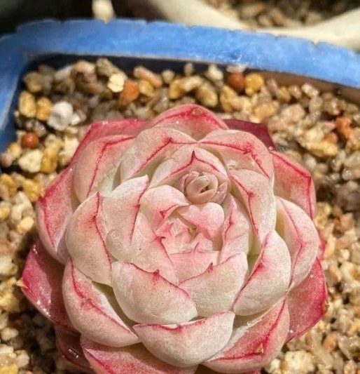 Làm thế nào để nuôi hoa và mọng nước? Giới thiệu về các phương pháp canh tác của loài mọng nước (2)