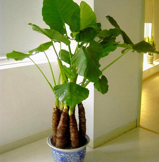 Là ý nghĩa của hiệu ứng Guanyin và phong thủy của guanyin trong mùa đông?