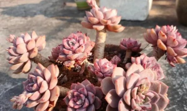 Những hình ảnh của các loài mọng nước là gì? Đáng mua nhất khi mua các giống mọng nước (2)