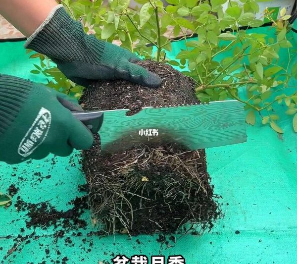 Làm thế nào để thay đổi đất cho hoa hồng chậu? Làm thế nào để thay đổi đất cho hoa hồng chậu?