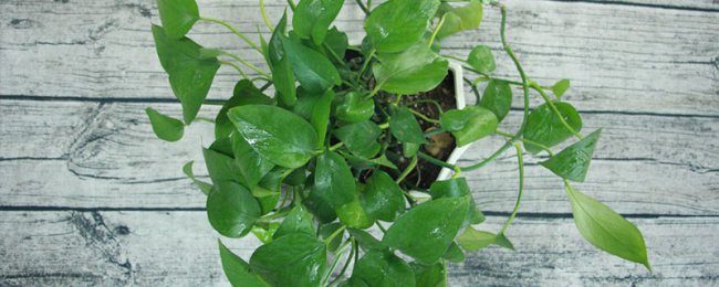 Kỹ thuật cuộn Ivy xanh