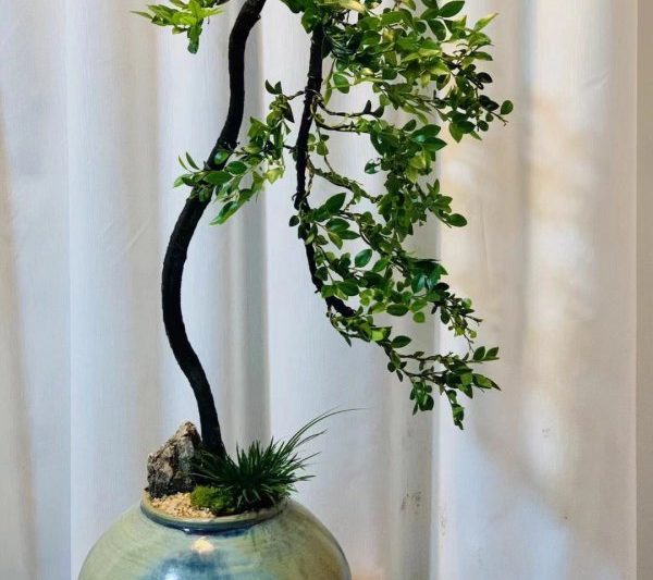 Làm thế nào để duy trì nút đen teat bonsai và các biện pháp phòng ngừa