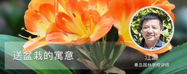Các biện pháp phòng ngừa để tặng quà trong chậu cây là gì? Một phân tích đầy đủ về ý nghĩa của phong thủy trong các chậu cây