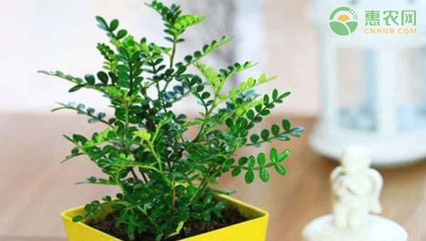 Làm thế nào để trồng cây chậu gỗ thơm? Làm thế nào để nâng cao cây cảnh gỗ thơm và các biện pháp phòng ngừa